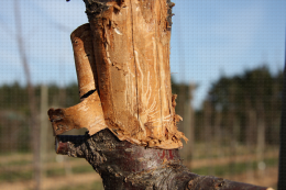 Galeries de scolyte sur tronc de cerisier